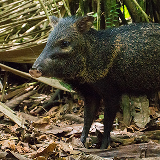 La Selva - Collared peccary